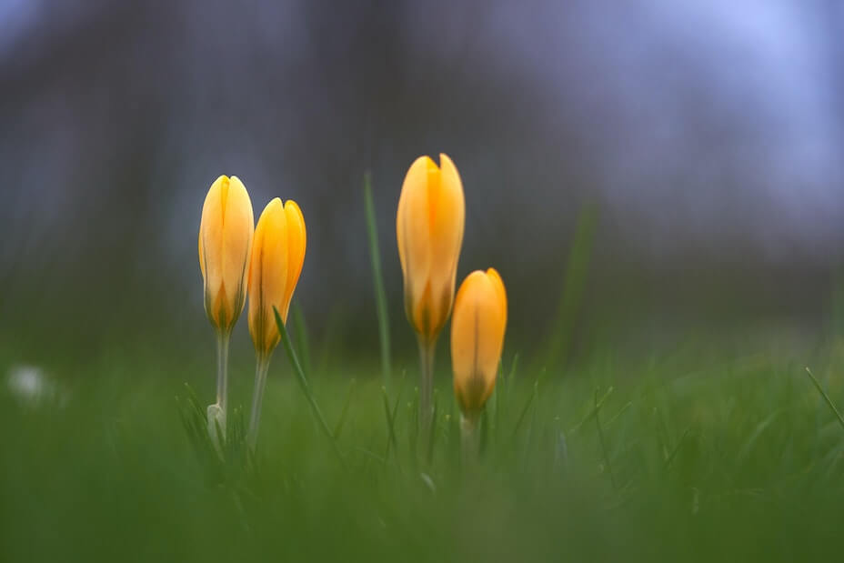 Yellow flowers in grass